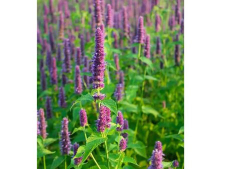 Agastache Biologique (Semences) For Sale