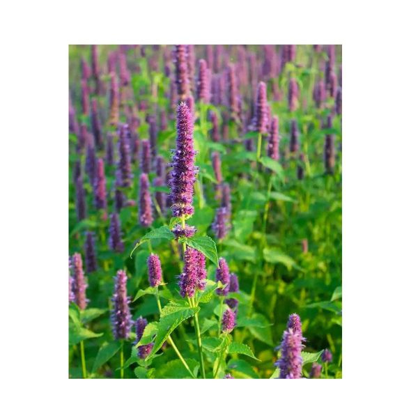 Agastache Biologique (Semences) For Sale