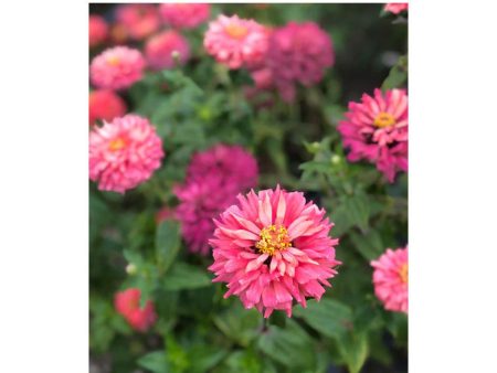 Zinnia Pink Señorita Biologique (Semences) on Sale